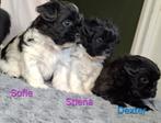 Prachtige Shiranian F1b pups (Shih tzu x Shih Tzu/pomeriaan), Overige rassen, 8 tot 15 weken, Meerdere, Meerdere dieren