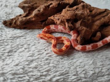 Rode Rattenslang, Pantherophis guttatus, Albino/Amel 0.1 beschikbaar voor biedingen