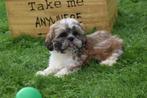 Shih-tzu pup laatste uit nestje, Rabiës (hondsdolheid), 15 weken tot 1 jaar, Buitenland, Meerdere
