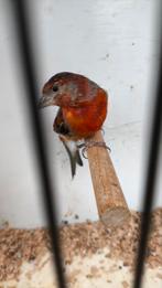 F1 Kapoetsensijs x Portugese Harlekijn, Dieren en Toebehoren, Vogels | Overige Vogels, Mannelijk, Tropenvogel, Geringd