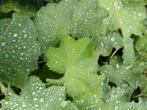 Vrouwenmantel (Alchemilla) P9, Ophalen, Bodembedekkers, Volle zon, Vaste plant