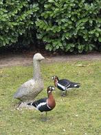 Koppel roodhalsganzen overjarig 4 jaar, Dieren en Toebehoren, Meerdere dieren, Gans of Zwaan