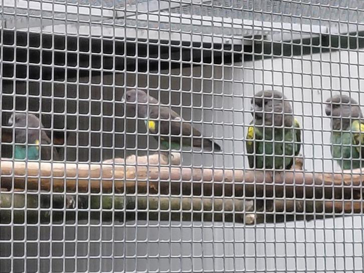 Kweekkoppel Meyer-papegaaien/nakweek en nog...., Dieren en Toebehoren, Vogels | Parkieten en Papegaaien, Papegaai, Meerdere dieren