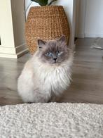 Ragdoll-type Dekkater te huur – ervaren – zonder stamboom, Dieren en Toebehoren, 0 tot 2 jaar