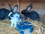 Twee broers (grote Lotharingers) zoeken goed huis, Dieren en Toebehoren, Konijnen, Mannelijk, Groot
