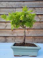 Acer palmatum katsura bonsai, Tuin en Terras, Minder dan 100 cm, Overige soorten, Ophalen of Verzenden