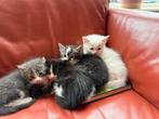 Kittens te koop – mogen eind okt weg, Dieren en Toebehoren, Katten en Kittens | Raskatten | Korthaar, Meerdere dieren, Ontwormd