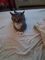 Op zoek naar een liefdevol thuis voor een kitten van 5 maand, Dieren en Toebehoren, Katten en Kittens | Overige Katten, Kater