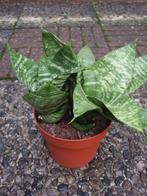Vetplant, Ophalen, Vetplant, Halfschaduw, Minder dan 100 cm