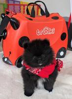 Pomeriaan pups zwart met witte bles, Parvo, Keeshond, 8 tot 15 weken, Meerdere