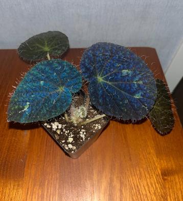 Begonia Longiciliata beschikbaar voor biedingen