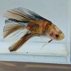 Betta splendens man 50, Dieren en Toebehoren, Vis