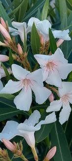 Nerium oleander wit bloeiend Elzase, Ophalen of Verzenden, Zomer, Overige soorten, Volle zon