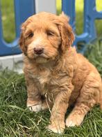 Medium labradoodle pups te koop! Mogen verhuizen!, Dieren en Toebehoren, Honden | Niet-rashonden, CDV (hondenziekte), 8 tot 15 weken