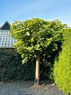 Volwassen Catalpa Boom - Trompetboom, Tuin en Terras, Planten | Bomen, Overige soorten, 250 tot 400 cm, Zomer, Ophalen