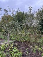 Pruimenboom, Tuin en Terras, Planten | Bomen, Ophalen, Volle zon, Overige soorten