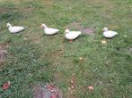 Hollandse witte kwakers, Dieren en Toebehoren, Meerdere dieren, Eend