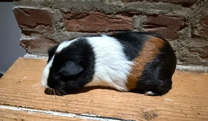 Skinnydrager beer, Dieren en Toebehoren, Knaagdieren, Mannelijk, Cavia, Augustus, Tam