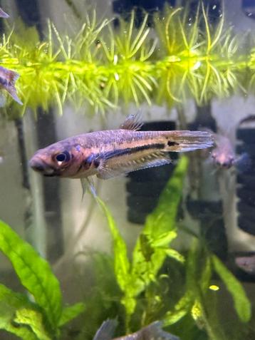Wilde betta ocellata beschikbaar voor biedingen