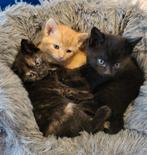 Kruising Britse Korthaar kittens, Dieren en Toebehoren, Katten en Kittens | Overige Katten, Meerdere dieren, Kortharig, 0 tot 2 jaar