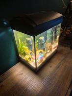 Aquarium te koop compleet, Ophalen of Verzenden, Zo goed als nieuw, Leeg aquarium
