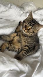Exotic shorthair Kitten!, Dieren en Toebehoren, Kater, Ontwormd, 0 tot 2 jaar