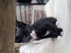 Lief kitten te koop, Dieren en Toebehoren, Katten en Kittens | Overige Katten, Kater
