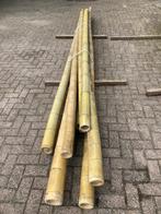 Bamboepalen 4 en 5 meter 10-12 cm dik, Nieuw, 250 cm of meer, Ophalen of Verzenden, Palen
