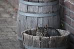 kitten te koop, Dieren en Toebehoren, Poes, Kortharig, 0 tot 2 jaar