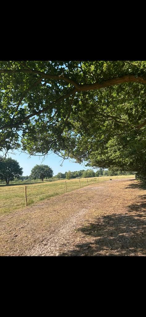 Plekje vrij op paddock paradijs in Hoogerheide!, Dieren en Toebehoren, Stalling en Weidegang