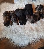 Mini labradoodle puppy's, Dieren en Toebehoren, Rabiës (hondsdolheid), Overige rassen, 8 tot 15 weken, Meerdere dieren