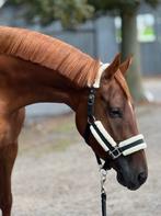 Knappe 3 jarige springefokte KWPN merrie, Dieren en Toebehoren, Paarden, Merrie, Springpaard, Gechipt, Niet van toepassing