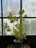 Glansmispel 'Sundance' - Potgekweekt, Overige soorten, Lente, Minder dan 100 cm, Ophalen