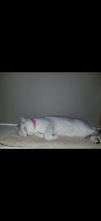 Mijn lieve Roxi, Poes
