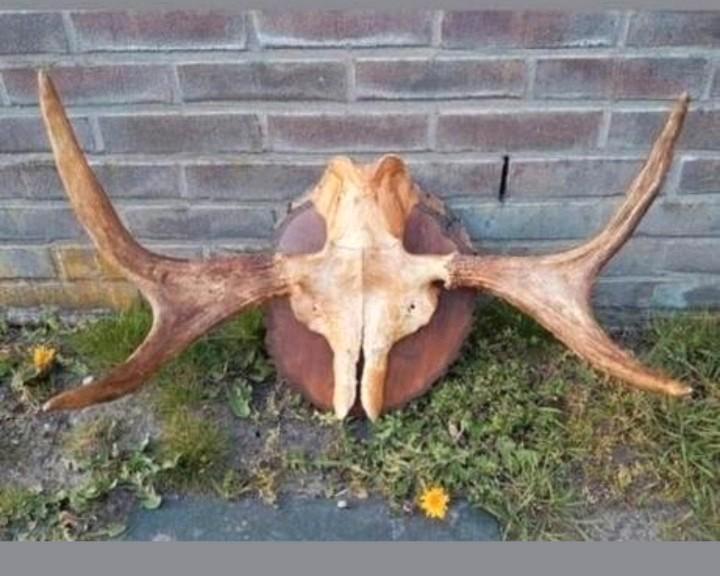 Prachtige Eland schedel op boomschijf ! Scandinavië Elanden, Verzamelen, Dierenverzamelingen, Zo goed als nieuw, Schedel, Hert