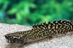 polypterus ornatipinnis €27,50, Dieren en Toebehoren, Vis, Zoetwatervis