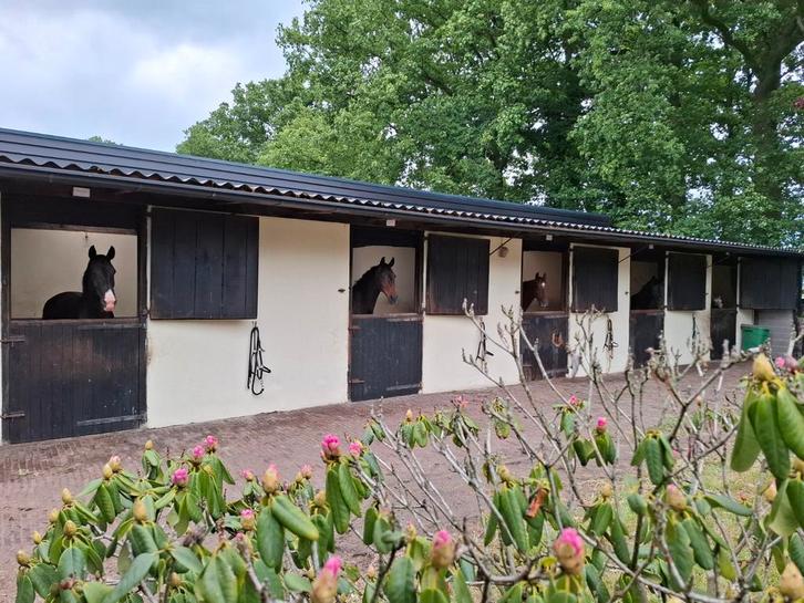 Unieke opfok plek voor hengstveulen, Dieren en Toebehoren, Stalling en Weidegang, Opfok, Stalling, Weidegang, Toebehoren