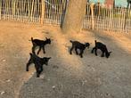 4 leuke vrolijke bokjes, Dieren en Toebehoren, Schapen, Geiten en Varkens, Mannelijk, Geit, 0 tot 2 jaar