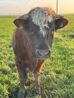 Brandrode dekstier te huur, Dieren en Toebehoren, Mannelijk, 0 tot 2 jaar