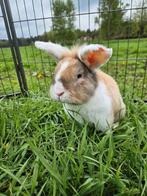 Legend zoekt een huisje! (Gecastreerd en Gevaccineerd), Dieren en Toebehoren, Konijnen, Mannelijk, Klein, 6 tot 8 jaar