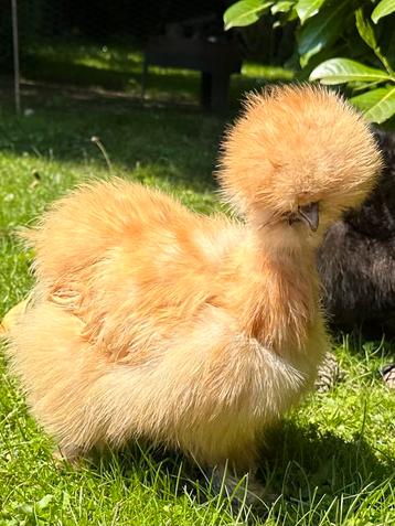 Zijdehoen USA broedeieren Silkie hatching eggs Raszuiver! beschikbaar voor biedingen