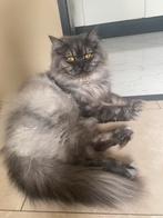 Lieve britse langhaar kater, Dieren en Toebehoren, Katten en Kittens | Raskatten | Langhaar, Kater, 0 tot 2 jaar