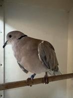Te koop mooie kooi met huis/tortel/lach duif., Dieren en Toebehoren, Mannelijk, Overige soorten