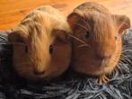 2 cavia broertjes, Dieren en Toebehoren, Knaagdieren, Oktober, Mannelijk, Cavia