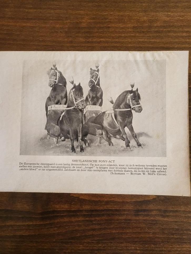 Circus / vintage afbeeldingen van o.a. Sarrasani en Schumann, Verzamelen, Overige Verzamelen, Gebruikt, Ophalen of Verzenden