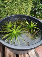 Krabbescheer planten voor in de vijver, Ophalen of Verzenden, Zo goed als nieuw