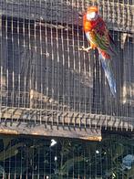 Te koop rosella penant, Dieren en Toebehoren, Vogels | Parkieten en Papegaaien, Meerdere dieren, Parkiet, Geringd