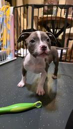 Pocket bully pup zoek een gouden mandje 🥰, Dieren en Toebehoren, Reu, CDV (hondenziekte), 8 tot 15 weken, Bulldog