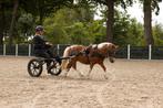 Plek voor het beleren van mini paardjes, Dieren en Toebehoren, Ophalen of Verzenden