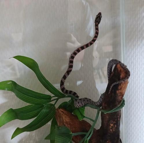 Mooie Jonge rattenslangen, Dieren en Toebehoren, Reptielen en Amfibieën, Slang, 0 tot 2 jaar, Tam